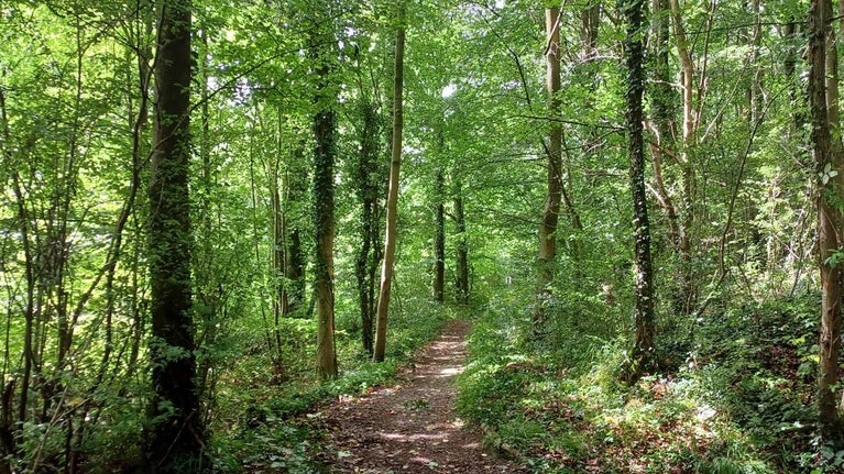 Path through trees